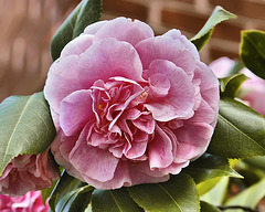 A Camellia on Capitol Hill – C Street SE, Washington, DC