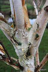 Silver birch shedding bark