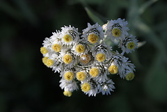 Pearly Everlasting