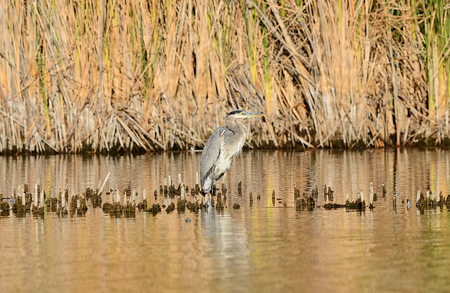 Great Blue Heron