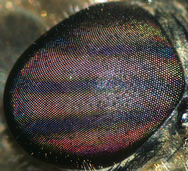 Horse Fly, Right Eye Detail