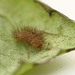 Patio Life: Rosy Footman Moth Caterpillar