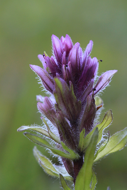 Magenta Paintbrush