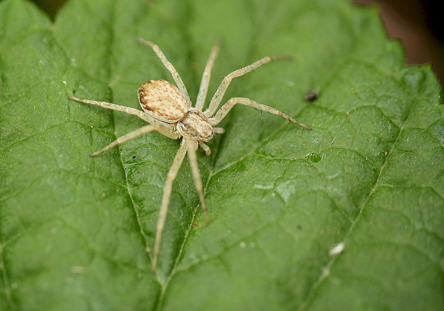 Patio Life: Crab Spider