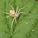 Patio Life: Crab Spider