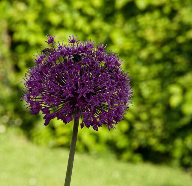 bee on allium