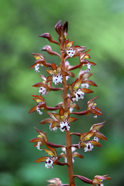 Western Spotted Coralroot