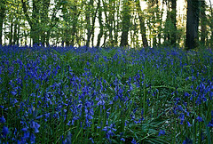 Bluebell evening