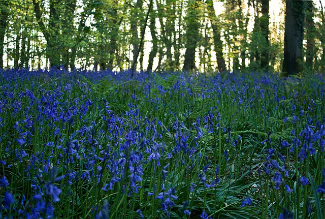 Bluebell evening