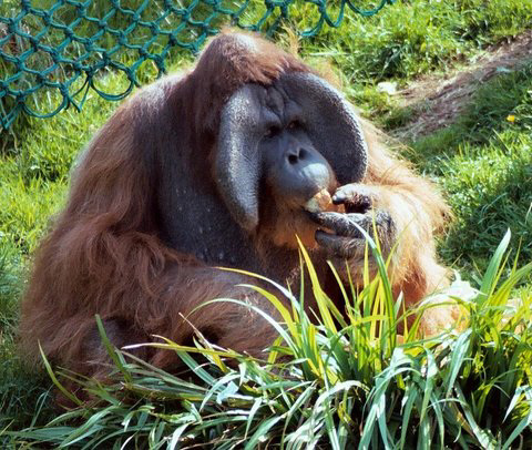 Snacking Orang Utan