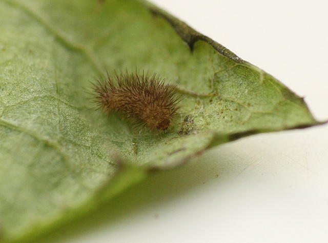 Patio Life: Rosy Footman Moth Caterpillar