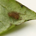 Patio Life: Rosy Footman Moth Caterpillar