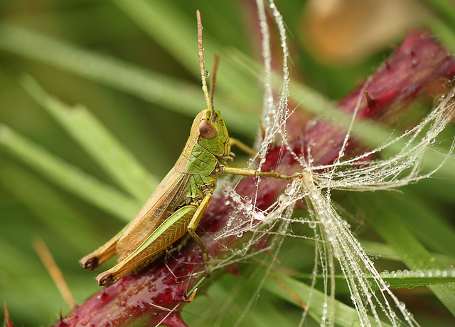 Meadow Grasshopper