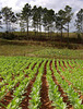 Tobacco Farm, Vinales