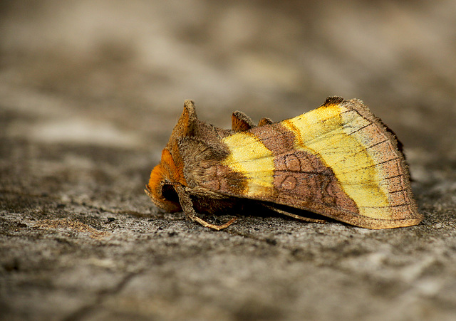 Burnished Brass