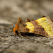 Burnished Brass