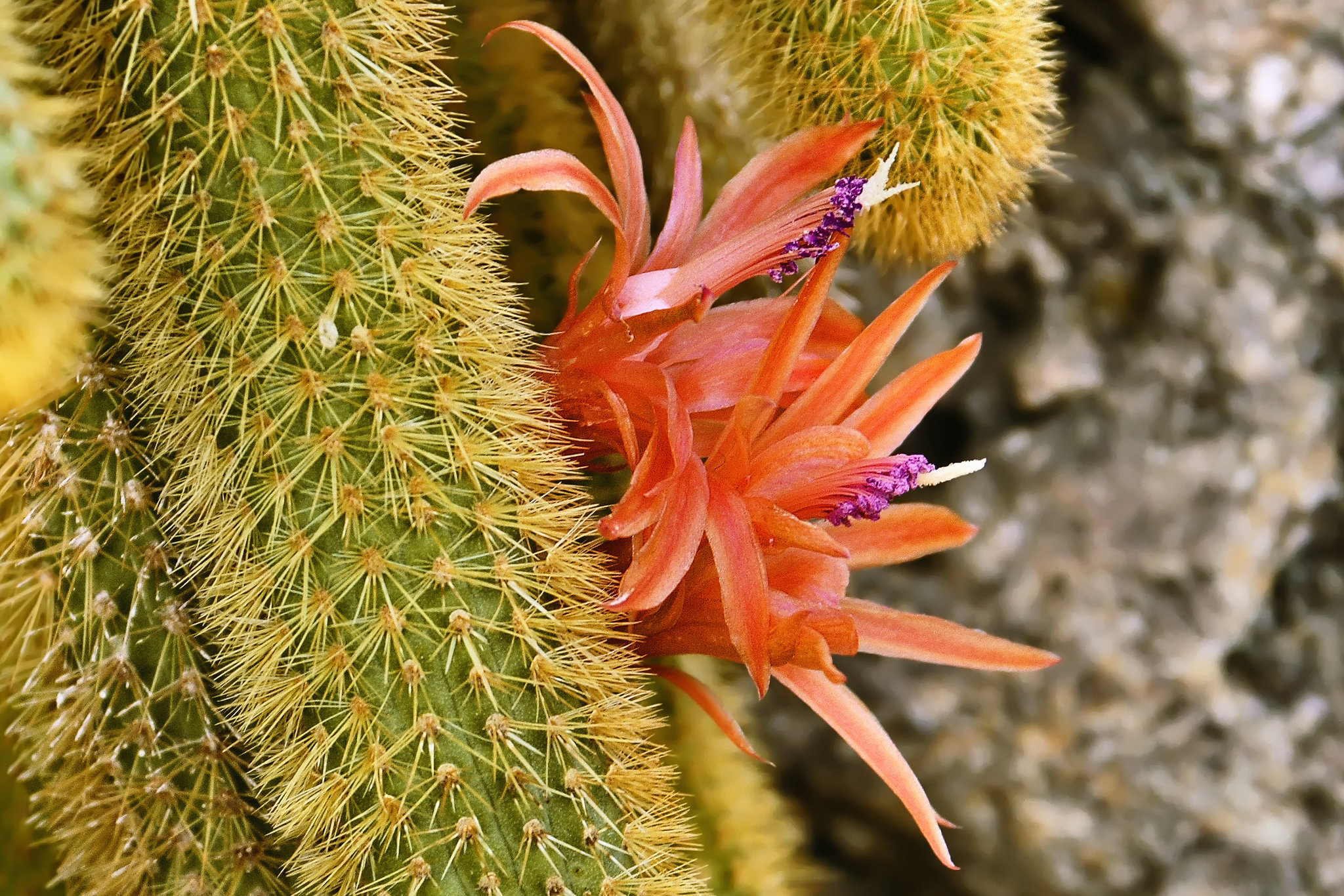 Golden Rat Tail Cactus – United States Botanic Garden, Washington, DC