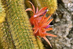 Golden Rat Tail Cactus – United States Botanic Garden, Washington, DC