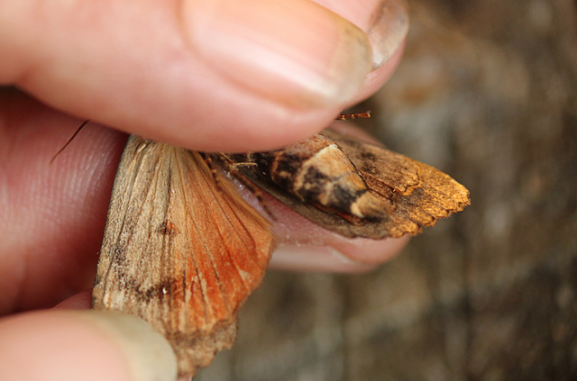 Possible Svensson's Copper Underwing?