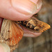 Possible Svensson's Copper Underwing?