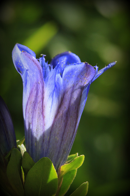 Mountain Bog Gentian