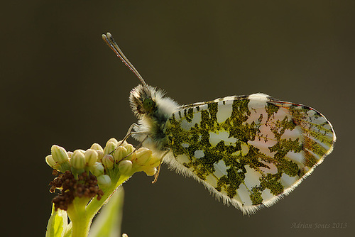 Orange Tip Butterfly. (Male)
