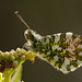 Orange Tip Butterfly. (Male)