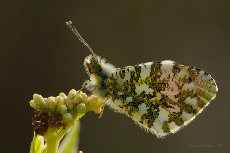 Orange Tip Butterfly. (Male)