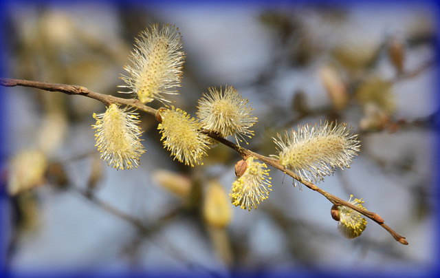 bourgeons  bonne soirée