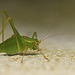 Patio Life: Speckled Bush Cricket