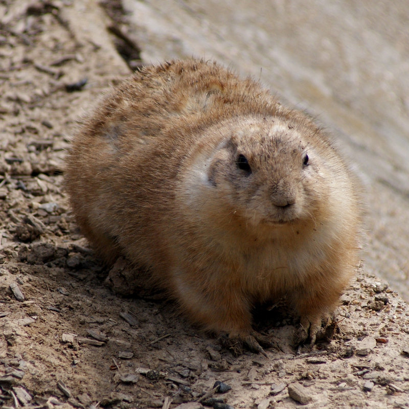 Prairie Dog