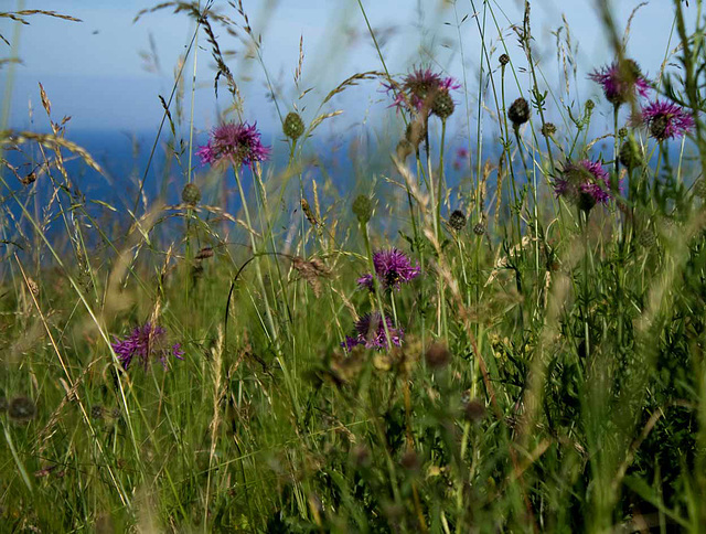 Jurassic knapweed