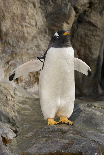 Penguin