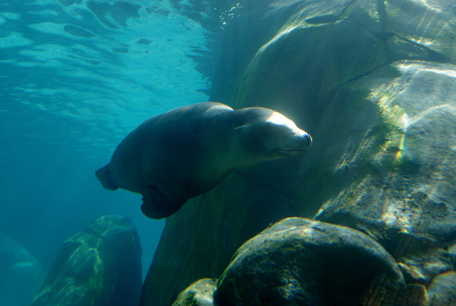 Sea Lion