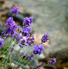 lavender in the rain