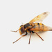 Hornet/Wasp Mimic Hoverfly Female