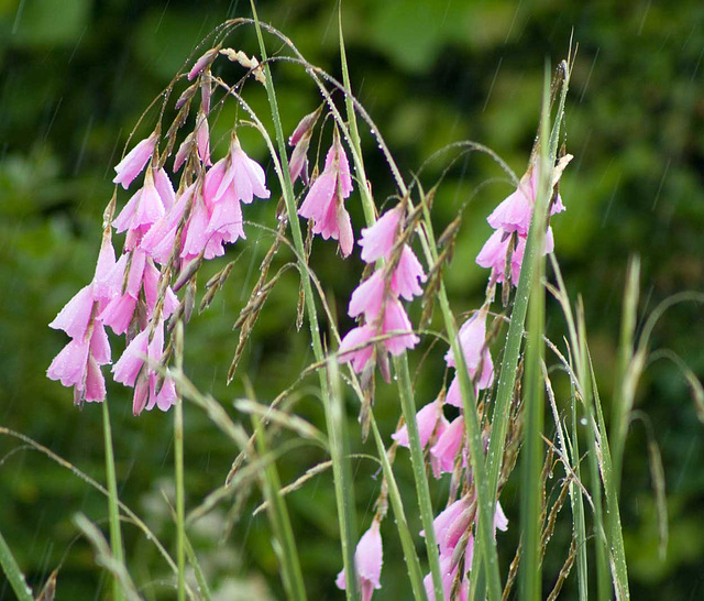 dierama in the rain