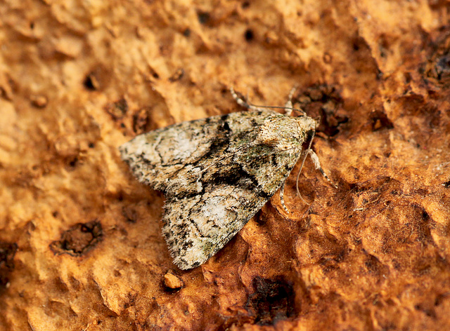 Tree-lichen Beauty