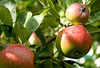 summer evening in the apple orchard