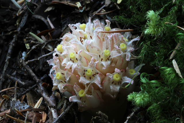 Gnome Plant