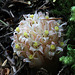 Gnome Plant