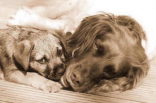 puppy and the old man-sep