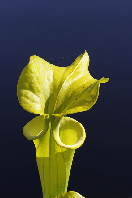 Yellow Pitcher Plant Yellow Pitcher Plant