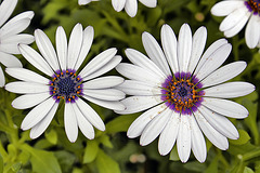 Half-Crazy Daisies – United States Botanic Garden, Washington, DC