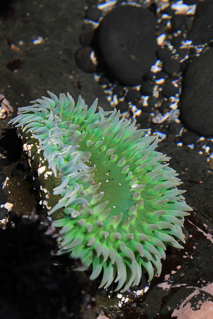 Anthopleura xanthogrammica