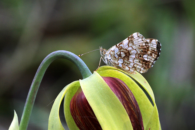 Mylitta Crescent on Cobra Lily Flower