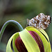 Mylitta Crescent on Cobra Lily Flower