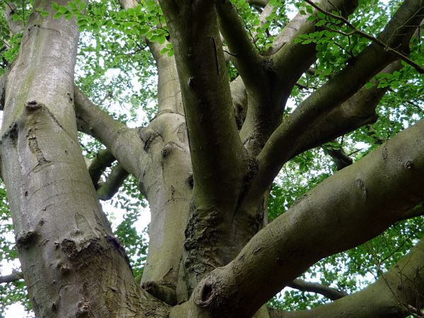 Tree trunk