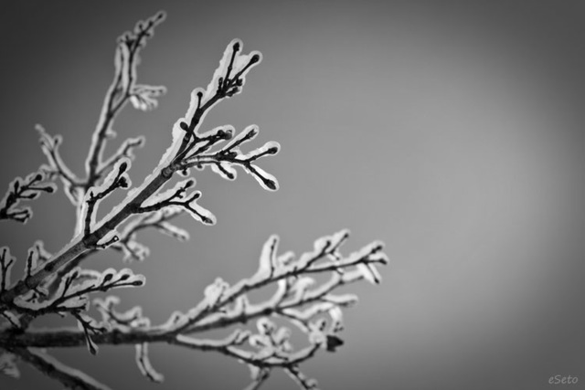 Ice Storm Detail