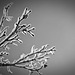 Ice Storm Detail